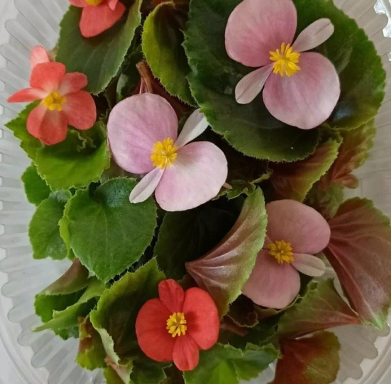 Лист микрозелени бегонии, 1 шт.